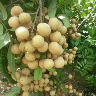 bibit buah kelengkeng pimpong Banten