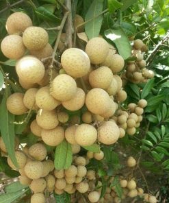 bibit buah kelengkeng pimpong Jawa Barat