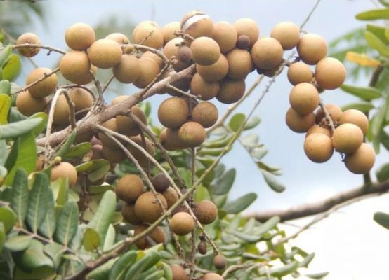 bibit buah kelengkeng pingpong pohon kelengkeng pingpong Batu