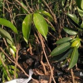 Bibit Buah Leci Merah Kom Okulasi Aceh Tamiyang