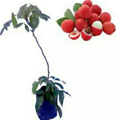 Bibit Buah Leci Merah Okulasi Unggul Cepat Berbuah Sambas