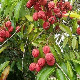 Bibit Buah Leci Tanaman Cangkok Unggul Cepat Berbuah Manis Com Tropis