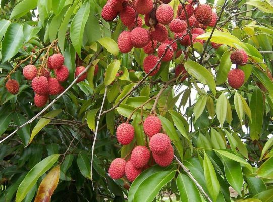 Bibit Buah Leci Tanaman Cangkok Unggul Cepat Berbuah Manis Com Tropis