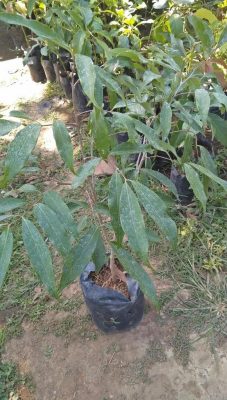 Bibit Buah Leci Tanaman Com Halmahera Tengah