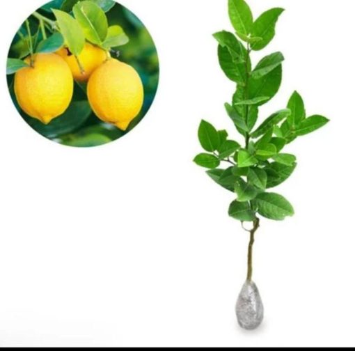 Bibit Buah Lemon Dic Tanaman Pohon Jeruk Impor Kuning Enak Asam Manis Kolaka