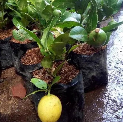 Bibit Buah Lemon Ny Jeruk Lokal Berbuah Kepulauan Selayar