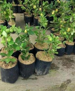 Bibit Buah Lemon Ny Jeruk Lokal Berbuah Lampung Barat