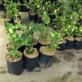 Bibit Buah Lemon Ny Jeruk Lokal Berbuah Lampung Barat