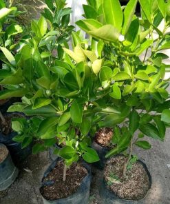 Bibit Buah Lemon Sudah Berbuah Tanaman Jeruk Kip - Cui Kasturi Kunci Kitna Songkit Konawe Selatan