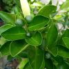 Bibit Buah Lemon Sudah Berbuah Tanaman Jeruk Kip - Cui Kasturi Kunci Kitna Songkit Temanggung
