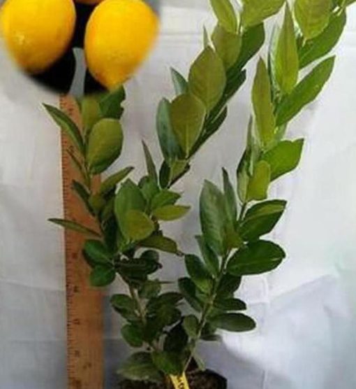 Bibit Buah Lemon Tanaman Jeruk Import 60 Cm Ogan Ilir