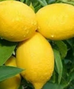 Bibit Buah Lemon Tanaman Jeruk Import 60 Cm Tulang Bawang Barat