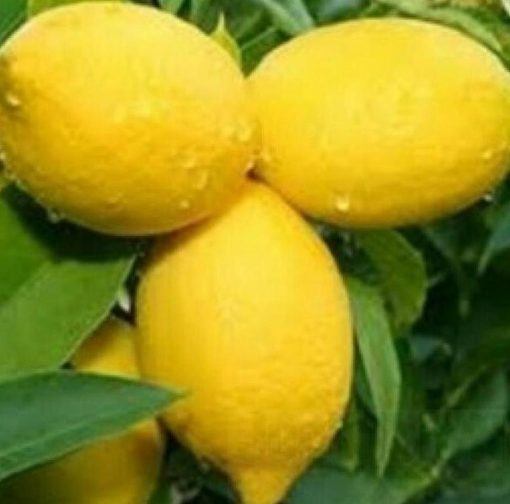 Bibit Buah Lemon Tanaman Jeruk Import 60 Cm Tulang Bawang Barat
