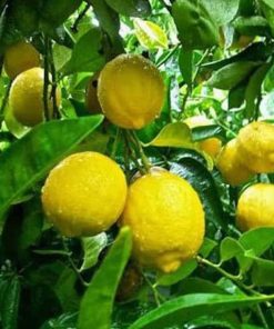Bibit Buah Lemon Tanaman Jeruk Jumbo Tinggi Up Langsa