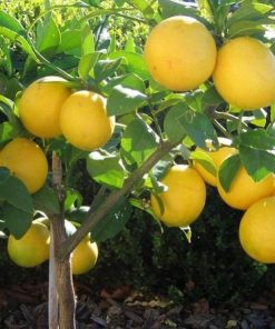 Bibit Buah Lemon Tanaman Jeruk Tea Daun Mint Palangka Raya