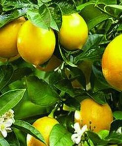 Bibit Buah Lemon Tanaman Jeruk Tea Mudah Berbunga Atau Berbuah Dogiyai