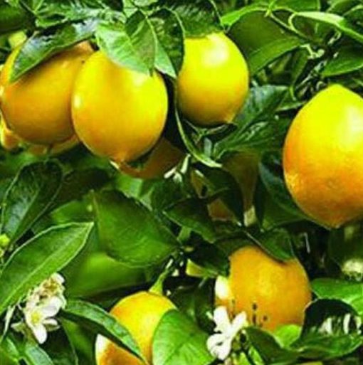 Bibit Buah Lemon Tanaman Jeruk Tea Mudah Berbunga Atau Berbuah Dogiyai