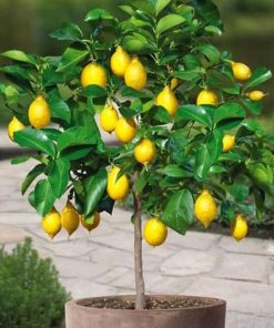 Bibit Buah Lemon Tanaman Jeruk Tea Tinggi Up Bener Meriah