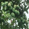bibit buah mangga alpukat Sulawesi Utara