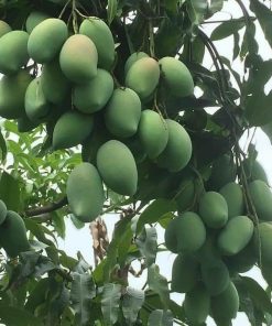 bibit buah mangga alpukat Sulawesi Utara