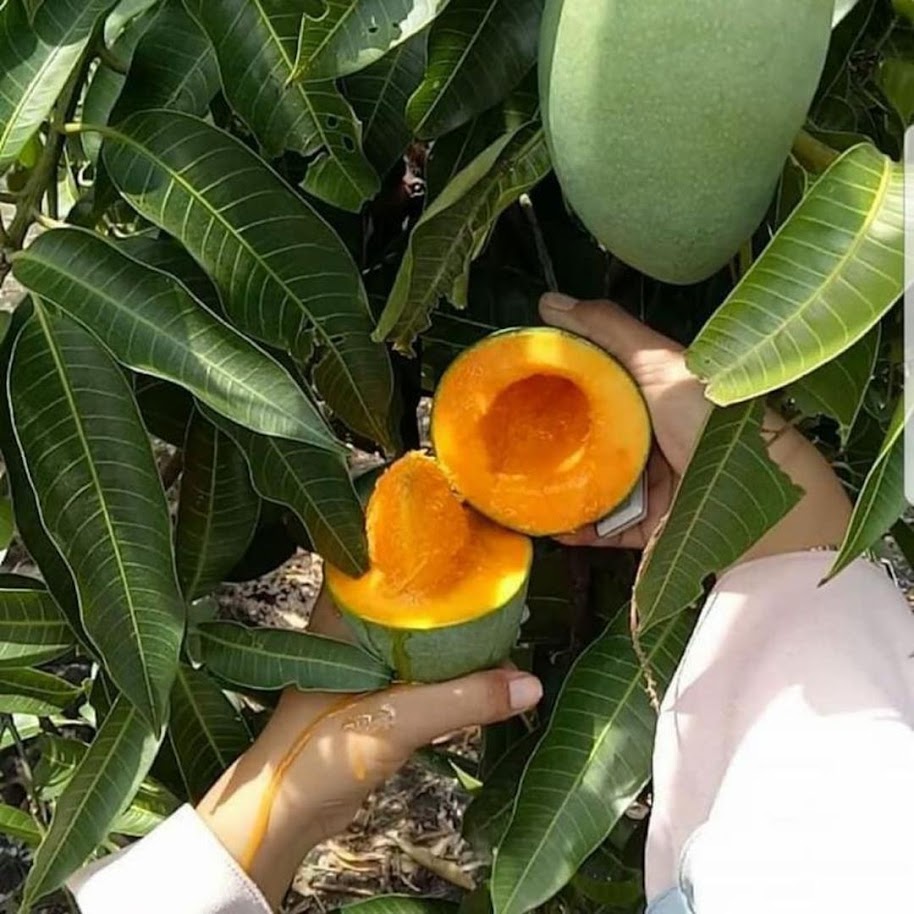 Gambar Produk bibit buah mangga alpukat