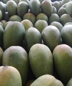 bibit buah mangga aromanis Aceh