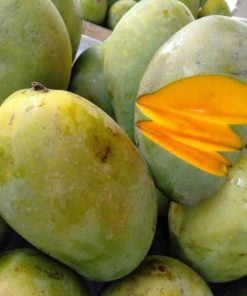 bibit buah mangga aromanis Tangerang Selatan