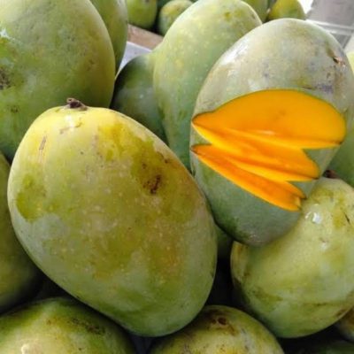 bibit buah mangga aromanis Tangerang Selatan