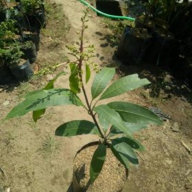 Bibit Buah Mangga Berbunga Penajam Paser Utara