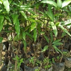 Bibit Buah Mangga Bergaransi Kio Jay Ketapang