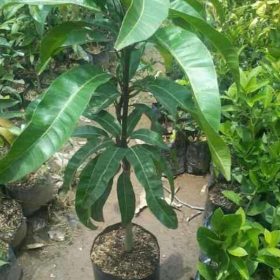 Bibit Buah Mangga Bergaransi Mahatir Mangifera Indica Samarinda