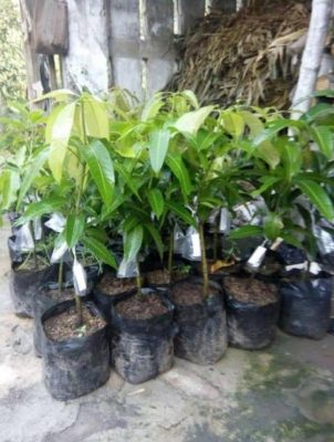 Bibit Buah Mangga Chokanan Jumbo Sigi