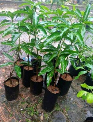 Bibit Buah Mangga Gadung Unggul Cepat Berbuah Salatiga