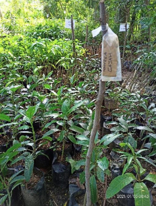 Bibit Buah Mangga Gajah Okulasi Cepat Berbuah Batanghari