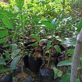 Bibit Buah Mangga Gajah Okulasi Cepat Berbuah Tebing Tinggi