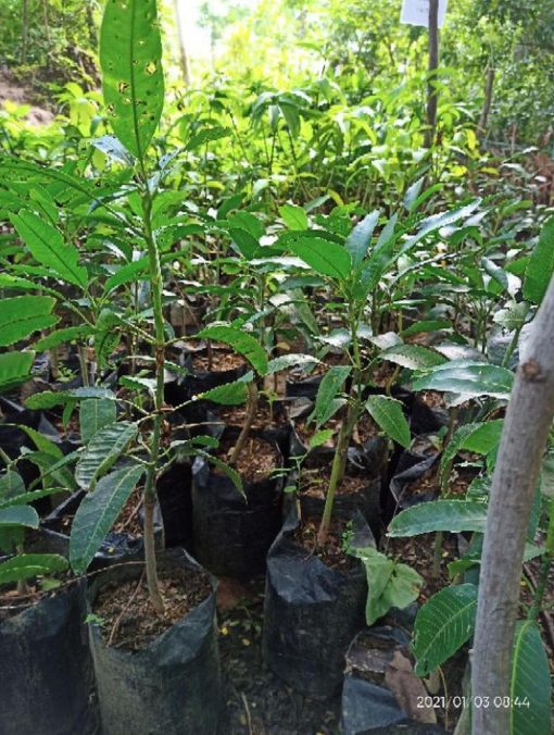 Bibit Buah Mangga Gajah Okulasi Cepat Berbuah Tebing Tinggi