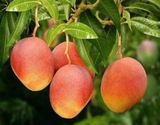 bibit buah mangga gedong gincu super manis cepat berbuah Jawa Timur
