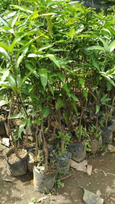 Bibit Buah Mangga Gedong Gincu Tulang Bawang Barat