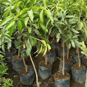 Bibit Buah Mangga Golek India Super Pematangsiantar