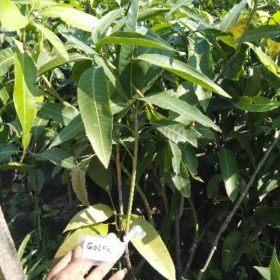 Bibit Buah Mangga Golek Super Genjah Sintang