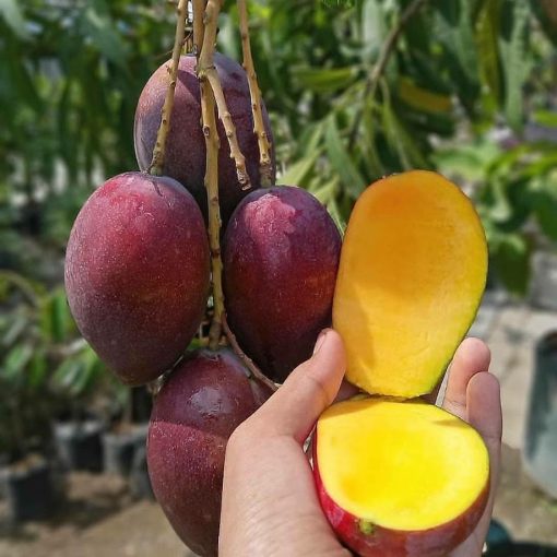 bibit buah mangga irwin Mataram