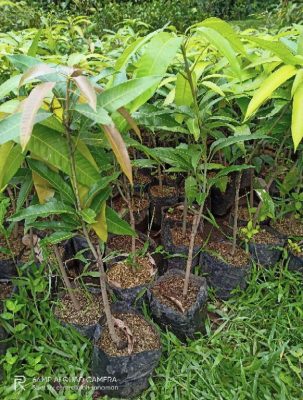 Bibit Buah Mangga Irwin Purple Australian Manggo Barito Timur