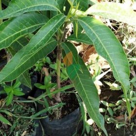 Bibit Buah Mangga Irwin Ungu Cepat Berbuah Bintan