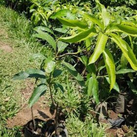 Bibit Buah Mangga IrwinMangga Ungu Supermanis Rejang Lebong