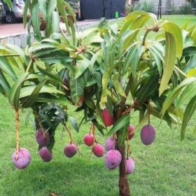 Bibit Buah Mangga Irwin,Okulasi Lebih Cepat Berbuah Kaur