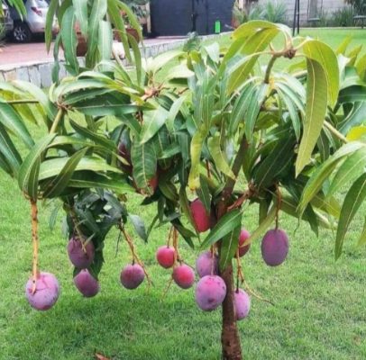 Bibit Buah Mangga Irwin,Okulasi Lebih Cepat Berbuah Kaur