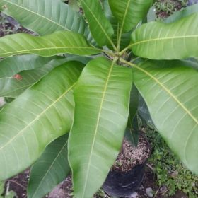 Bibit Buah Mangga Jual Manalagi Bontang