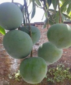 bibit buah mangga kelapa Kalimantan Selatan