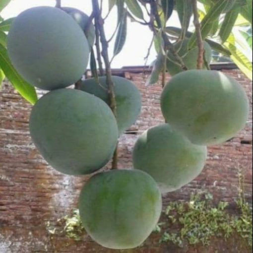 bibit buah mangga kelapa Kalimantan Selatan