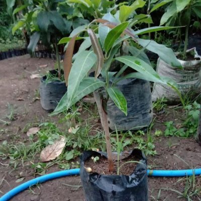 bibit buah mangga kelapa stek cepat berbuah Jakarta